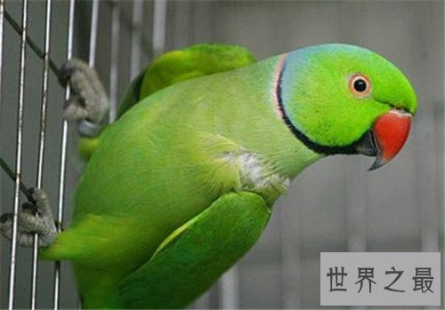 最会模仿人类说话的十大鸟类 ,模仿的到底有多像呢?