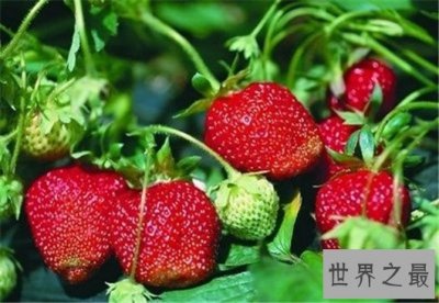 ​美白牙齿的十个简单办法，连香蕉皮也可以美白牙齿