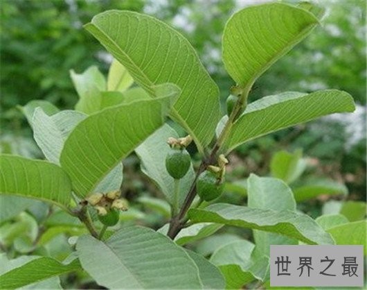 美白牙齿的十个简单办法,连香蕉皮也可以美白牙齿