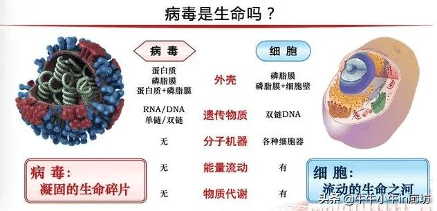 病毒为什么会使人生病（为什么有病毒）