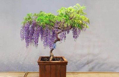 ​紫藤不开花是怎么回事（家养紫藤不开花原因及处理方法）