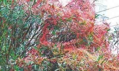 ​世界上最恐惧的吸血树，吸血树吃人图片_吸光血液致死