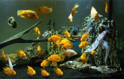​鱼缸水变浑浊怎么处理（鱼缸水浑浊的原因及解决办法）