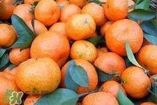 孕妇可以吃冰糖橘吗?怀孕了能吃冰糖橘吗? 孕妇可以吃冰糖橘吗?怀孕了能吃冰糖橘吗?