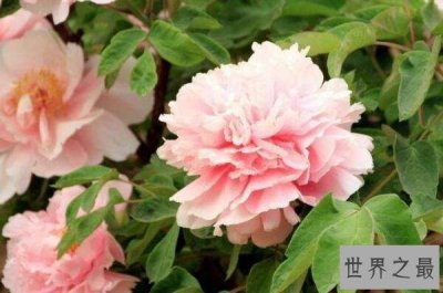 ​十种世界上最美的花 郁金香上榜，第一是“花中之王”