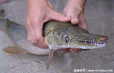 ​鳄雀鳝有多可怕能吃吗，水中生物都会沦为它的食物(能吃不好吃)