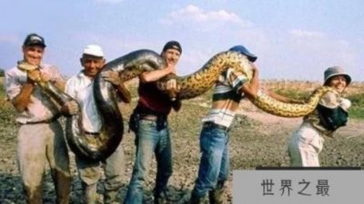 ​世界最大的蛇王——亚马逊森蚺