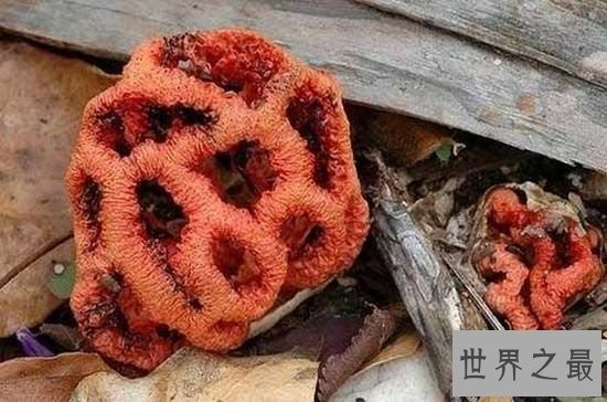 世界上最奇特的植物,一旦碰到此植物必死无疑
