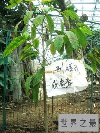 世界上最奇特的植物,一旦碰到此植物必死无疑