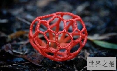​世界上最奇特的植物，一旦碰到此植物必死无疑