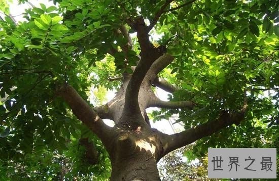世界上最奇特的植物,一旦碰到此植物必死无疑