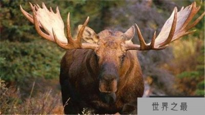 ​世界上最大的鹿 体长可以达到三米(驼鹿)