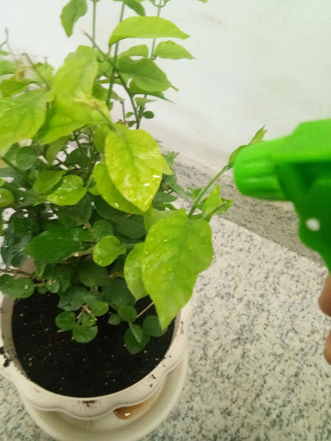 茉莉 茉莉