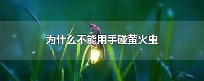 ​为什么不能用手碰萤火虫