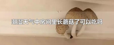 ​潮湿天气中房间里长蘑菇了可以吃吗