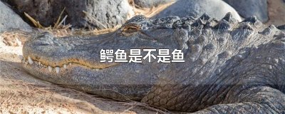 ​鳄鱼是不是鱼