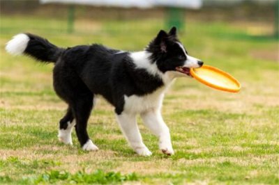 ​边牧犬多少钱一只幼崽?非纯种几百元(纯种1500元)