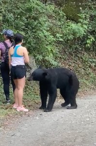 ​墨西哥3名女子爬山时和黑熊狭路相逢 被熊抱坚持原地不动最后脱险