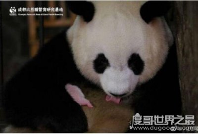 ​全球最小熊猫幼仔在成都诞生，仅重42g(竟还没一鸡蛋大)
