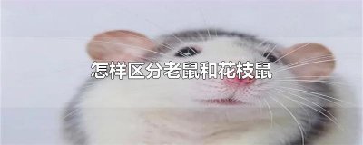 ​怎样区分老鼠和花枝鼠