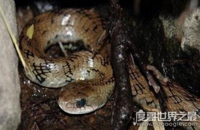 ​罕见且珍贵的温泉蛇，只生存在高原的温泉附近
