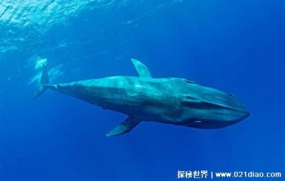 ​世界上最大的鲸鱼多少吨重，重达239吨的蓝鲸(堪比40头非洲象)
