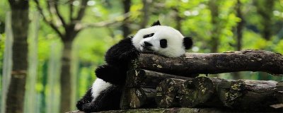 ​中国的国宝有哪些