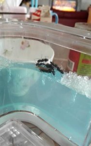 ​大水蚁，大水蚂蚁学名？