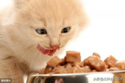 ​怎么分辨巴西龟公母怎么分辨巴西龟是公母