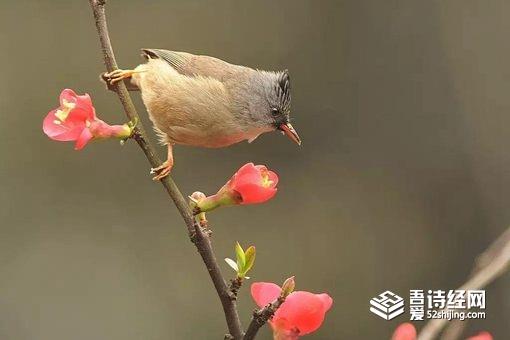 躲春是什么意思