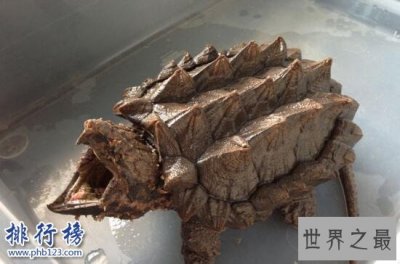 ​世界上最凶的乌龟：鳄龟，乌龟中的霸王龙(一口咬爆菠萝)