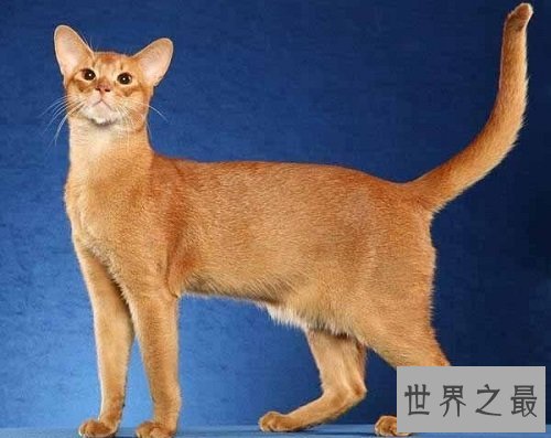 阿比西尼亚猫芭蕾舞猫,最傲娇的猫星人!