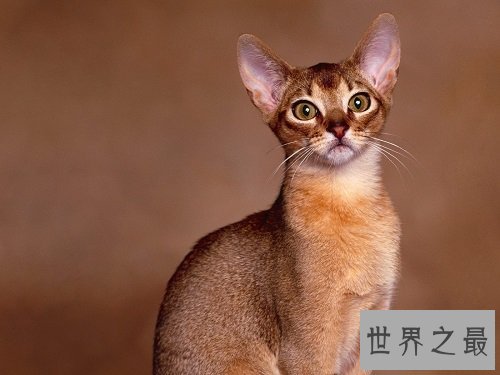阿比西尼亚猫芭蕾舞猫,最傲娇的猫星人!