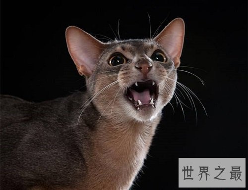 阿比西尼亚猫芭蕾舞猫,最傲娇的猫星人!