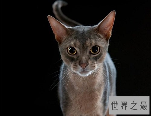 阿比西尼亚猫芭蕾舞猫,最傲娇的猫星人!