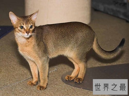 阿比西尼亚猫芭蕾舞猫,最傲娇的猫星人!
