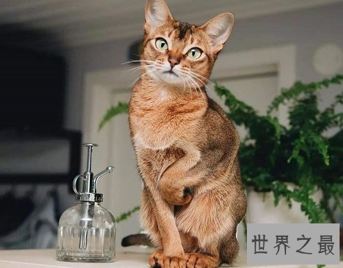 阿比西尼亚猫芭蕾舞猫,最傲娇的猫星人!