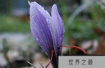 ​世界上最昂贵的花是最美丽的卡杜普尔花