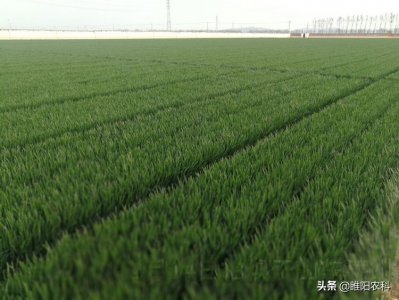 ​烟农1212小麦品种简介（郑麦136小麦品种介绍）