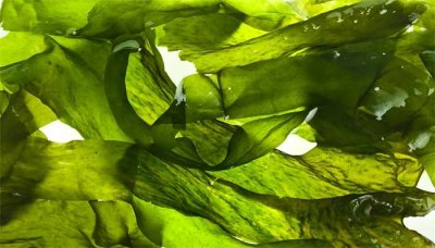 ​海带是开花植物还是不开花植物? 海带花是海带吗