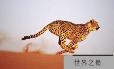 ​跑得最快的动物前十名 第一实至名归