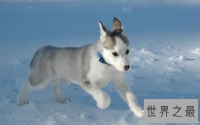 ​十大最适合和单身狗结伴的狗品种！