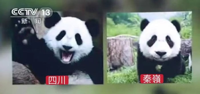 陕西秦岭也有大熊猫 但和四川大熊猫已经30万年没有过来往