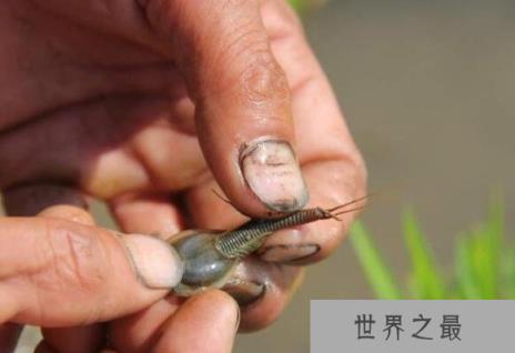 古老的三眼恐龙虾,它们距今已有2亿年历史(经过三次世纪大灭绝)