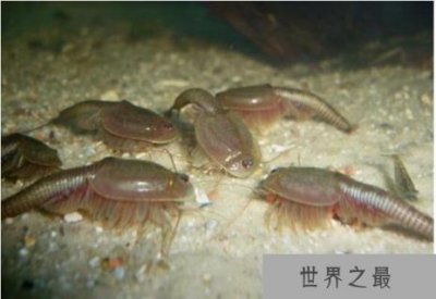 ​古老的三眼恐龙虾，它们距今已有2亿年历史(经过