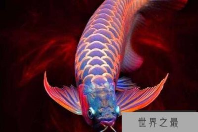 ​世界上最贵的观赏鱼，血红龙鱼价值60万美元