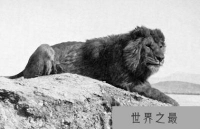 ​世界上最大的狮子：开普狮，体重994Kg的超大型狮子