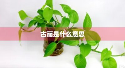 ​古丽是什么意思(阿依古丽是什么意思)