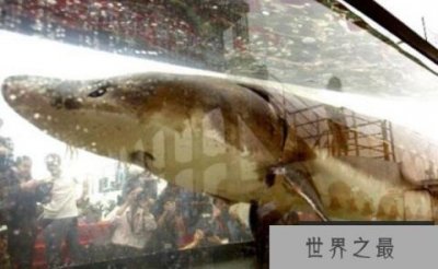 ​世界上最大的淡水鱼种类：鲟鱼体长可达7米多
