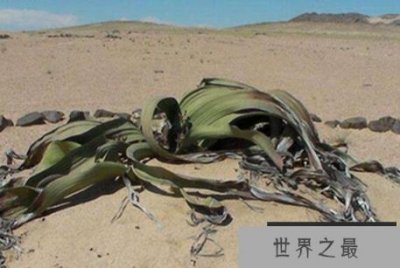 ​两片叶子活千年：沙漠独有千年兰